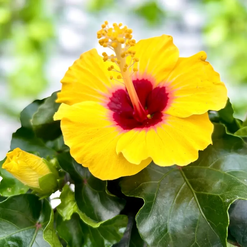Hibiscus rosa-sinensis 'Rico Suave'