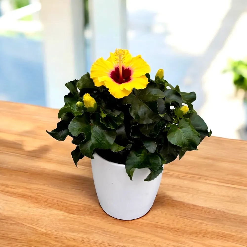 Hibiscus rosa-sinensis 'Rico Suave'