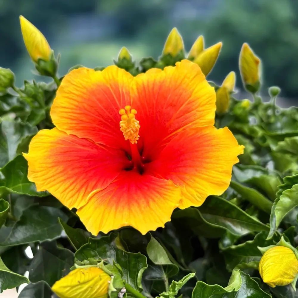 Hibiscus rosa-sinensis ‘Salsa’ - 4 plante/ghiveci (exemplare xxl)