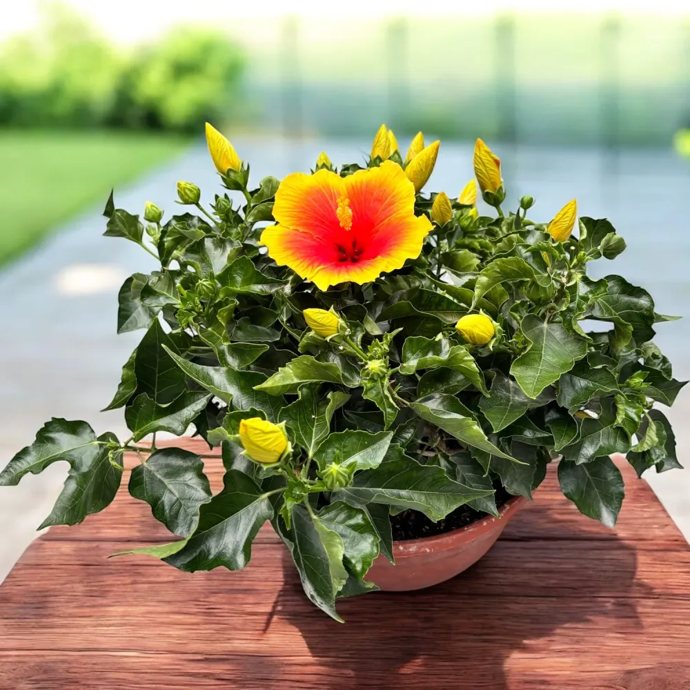 Hibiscus rosa-sinensis ‘Salsa’ - 4 plante/ghiveci (exemplare xxl)