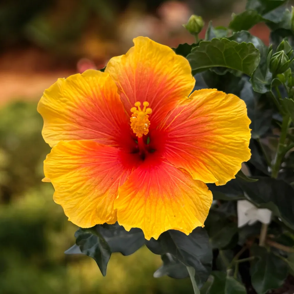 Hibiscus rosa-sinensis ‘Salsa’ - 4 plante/ghiveci (exemplare xxl)