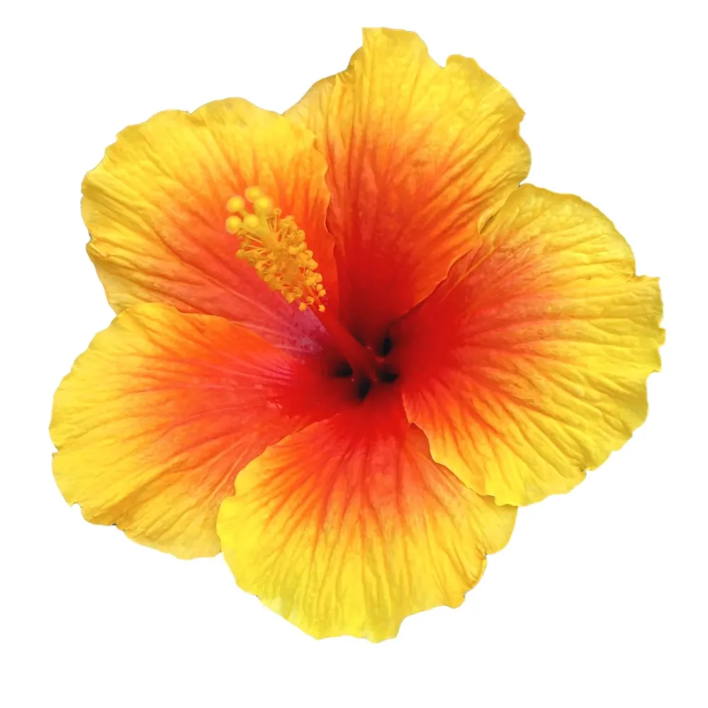 Hibiscus rosa-sinensis ‘Salsa’ - 4 plante/ghiveci (exemplare xxl)