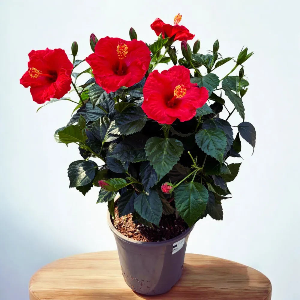 Hibiscus rosa-sinensis ‘Sunny Bordeaux’ - exemplare XL