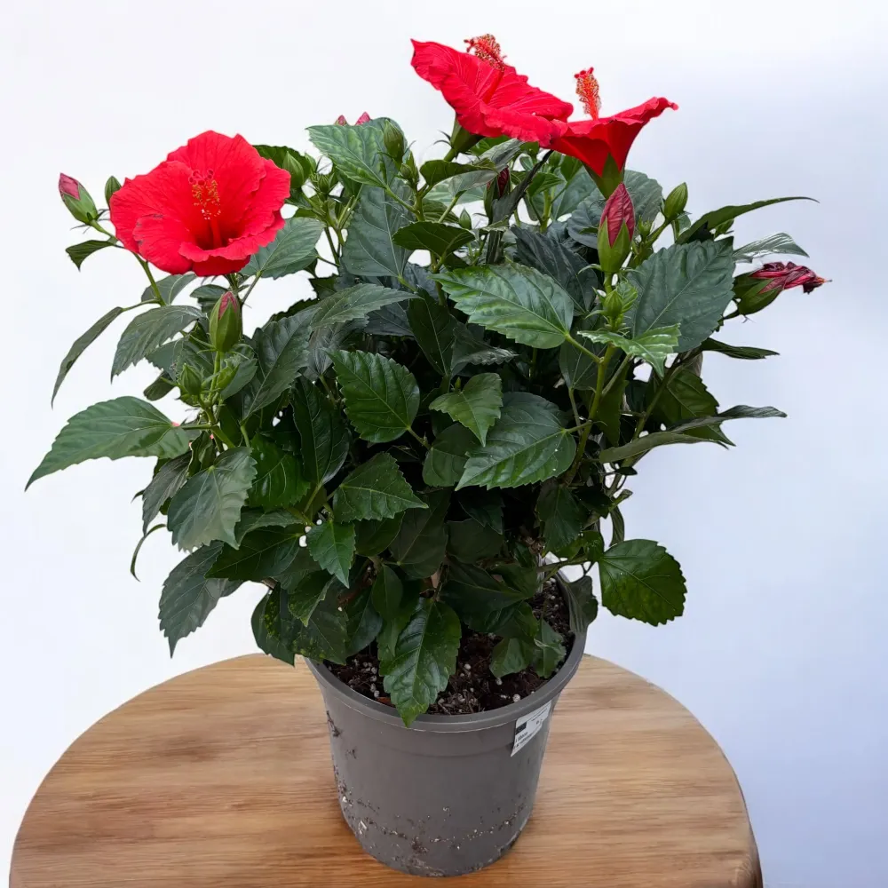Hibiscus rosa-sinensis ‘Sunny Bordeaux’ - exemplare XL