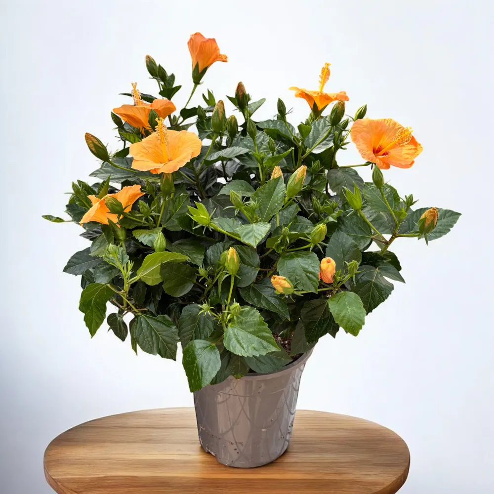 Hibiscus rosa-sinensis 'Sunny Torino' - exemplare XL