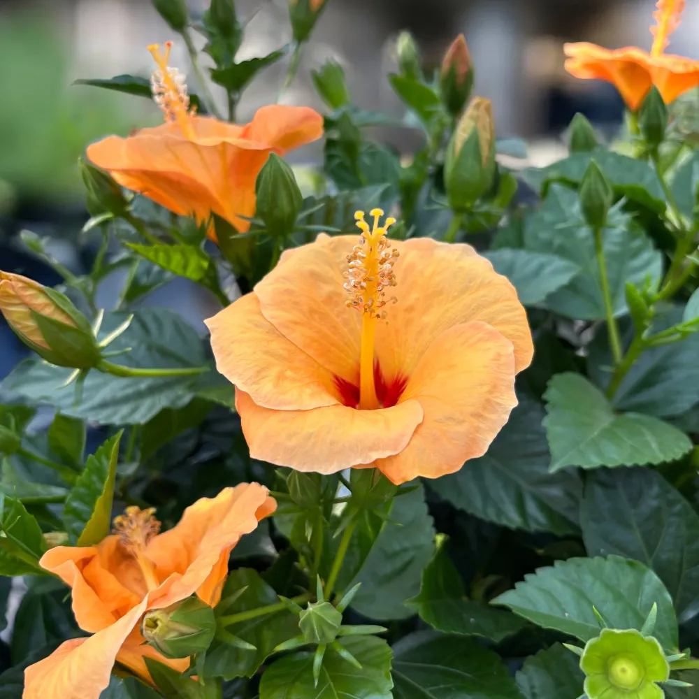 Hibiscus rosa-sinensis 'Sunny Torino' - exemplare XL