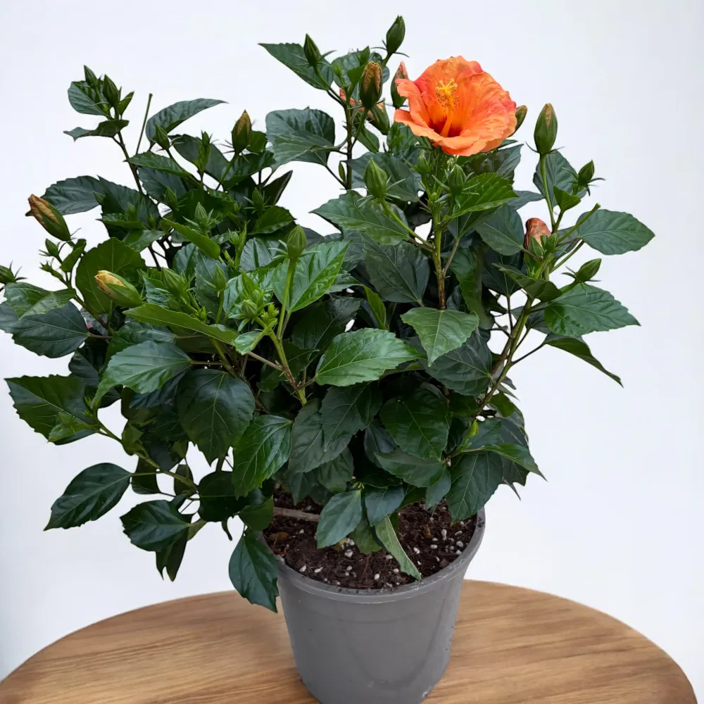 Hibiscus rosa-sinensis 'Sunny Torino' - exemplare XL
