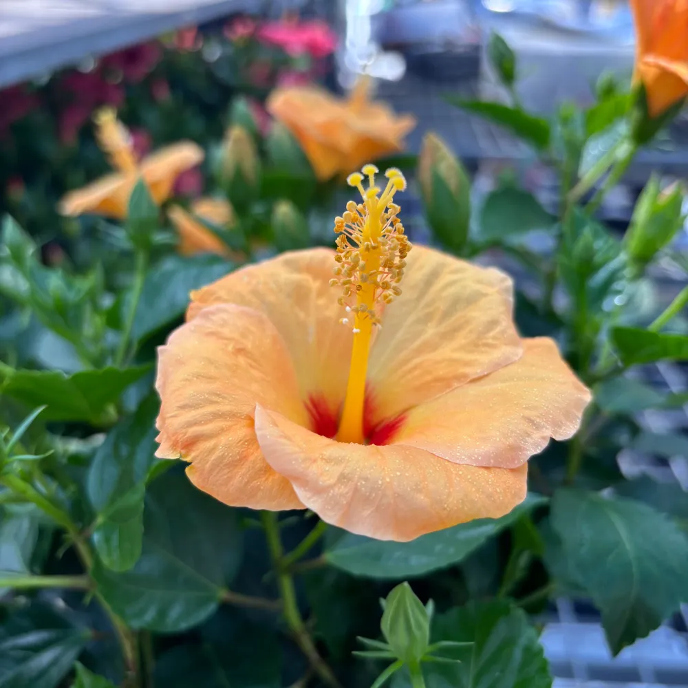 Hibiscus rosa-sinensis 'Sunny Torino' - exemplare XL