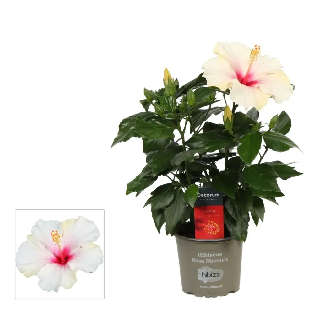 Hibiscus rosa-sinensis ‘Sunny St. Tropez’