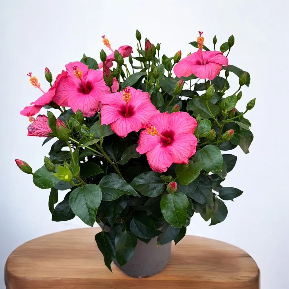 Hibiscus rosa-sinensis Venetie Pink - exemplare XL