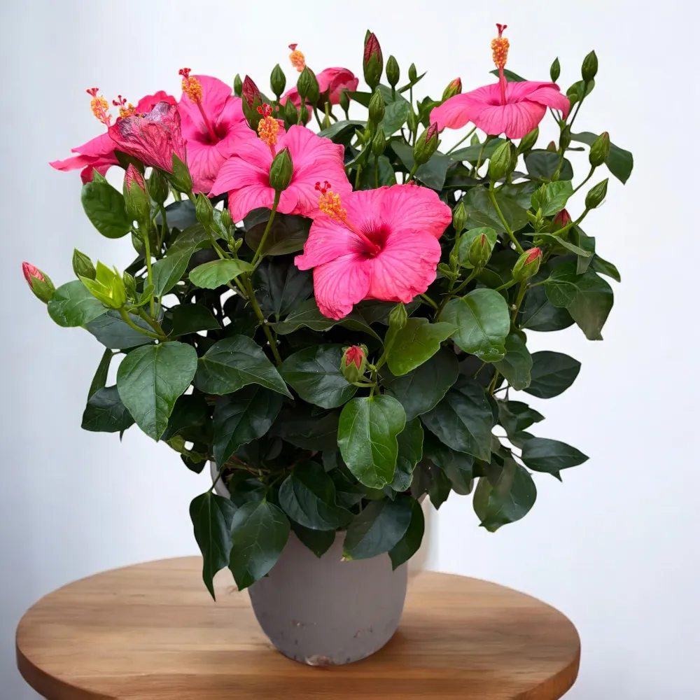 Hibiscus rosa-sinensis Venetie Pink - exemplare XL