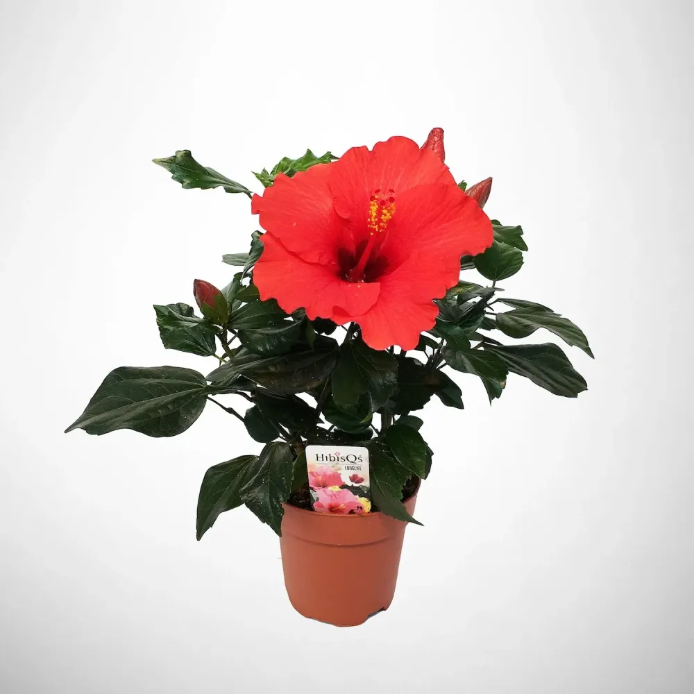 Hibiscus rosa-sinensis 'Volcano'
