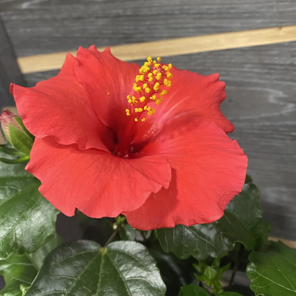 Hibiscus rosa-sinensis 'Volcano'