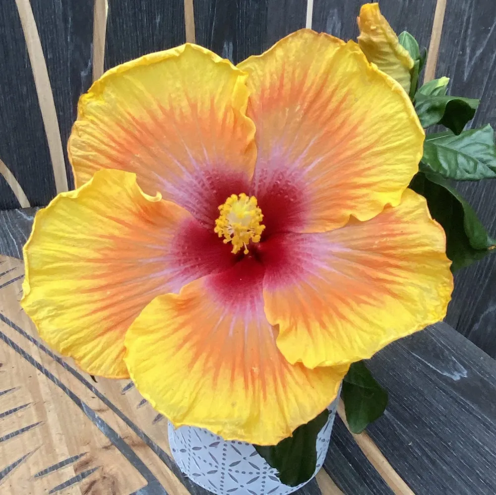 Hibiscus rosa-sinensis 'Zanzibar' (2plante/ghiveci)