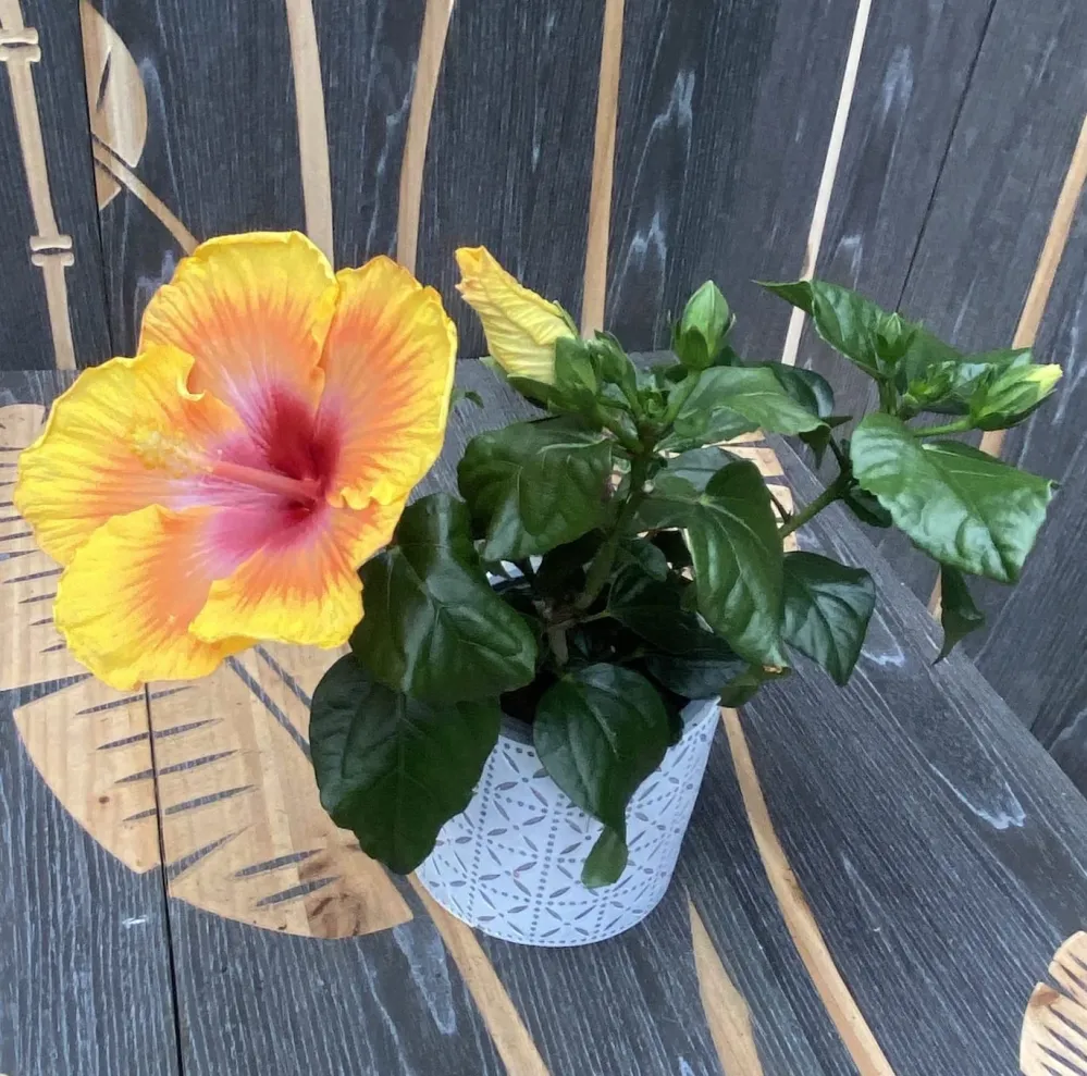 Hibiscus rosa-sinensis 'Zanzibar' (2plante/ghiveci)