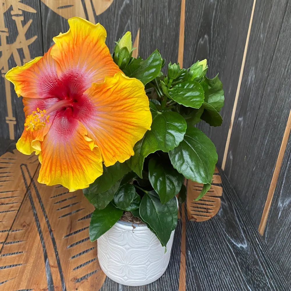 Hibiscus rosa-sinensis 'Zanzibar' (2plante/ghiveci)