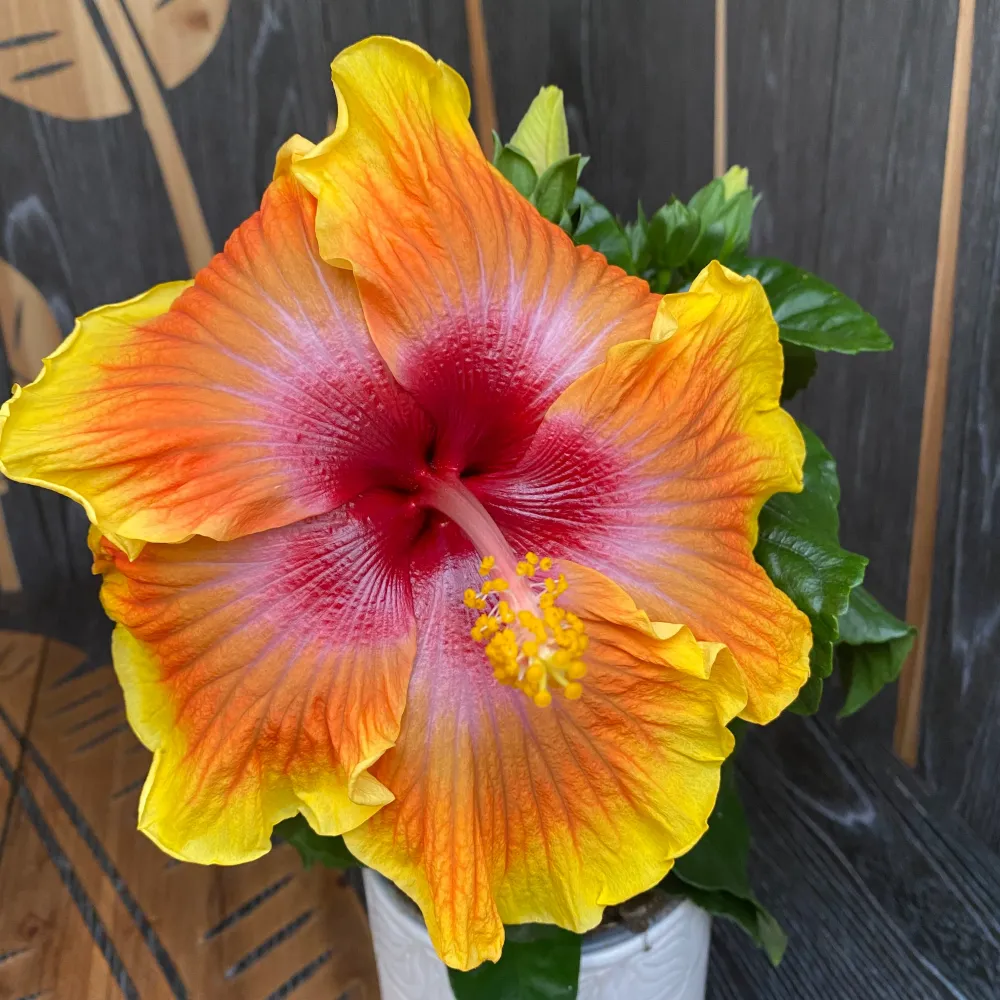Hibiscus rosa-sinensis 'Zanzibar' (2plante/ghiveci)