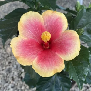 Hibiscus Seppe - trandafir japonez bicolor