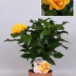 Hibiscus Sunny Valencia - Trandafir japonez galben cu floare dubla