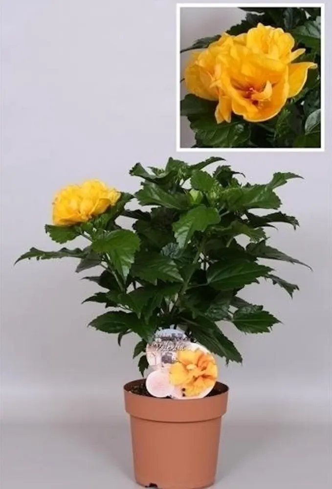 Hibiscus Sunny Valencia - Trandafir japonez galben cu floare dubla