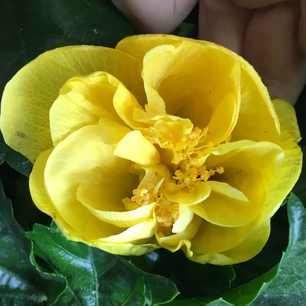 Hibiscus Sunny Valencia - Trandafir japonez galben cu floare dubla