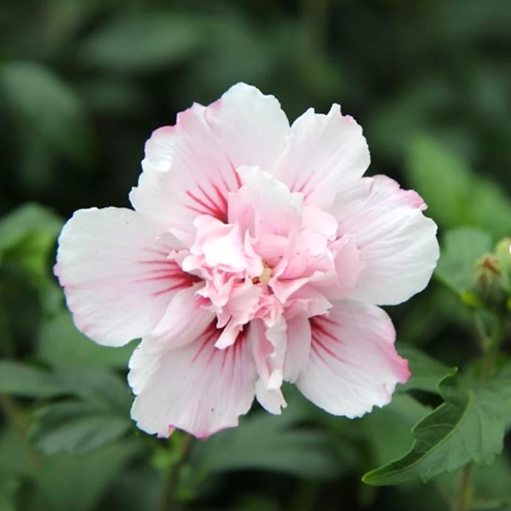 Hibiscus syriacus 'Lady Stanley' - hibiscus de gradina, floare dubla roz