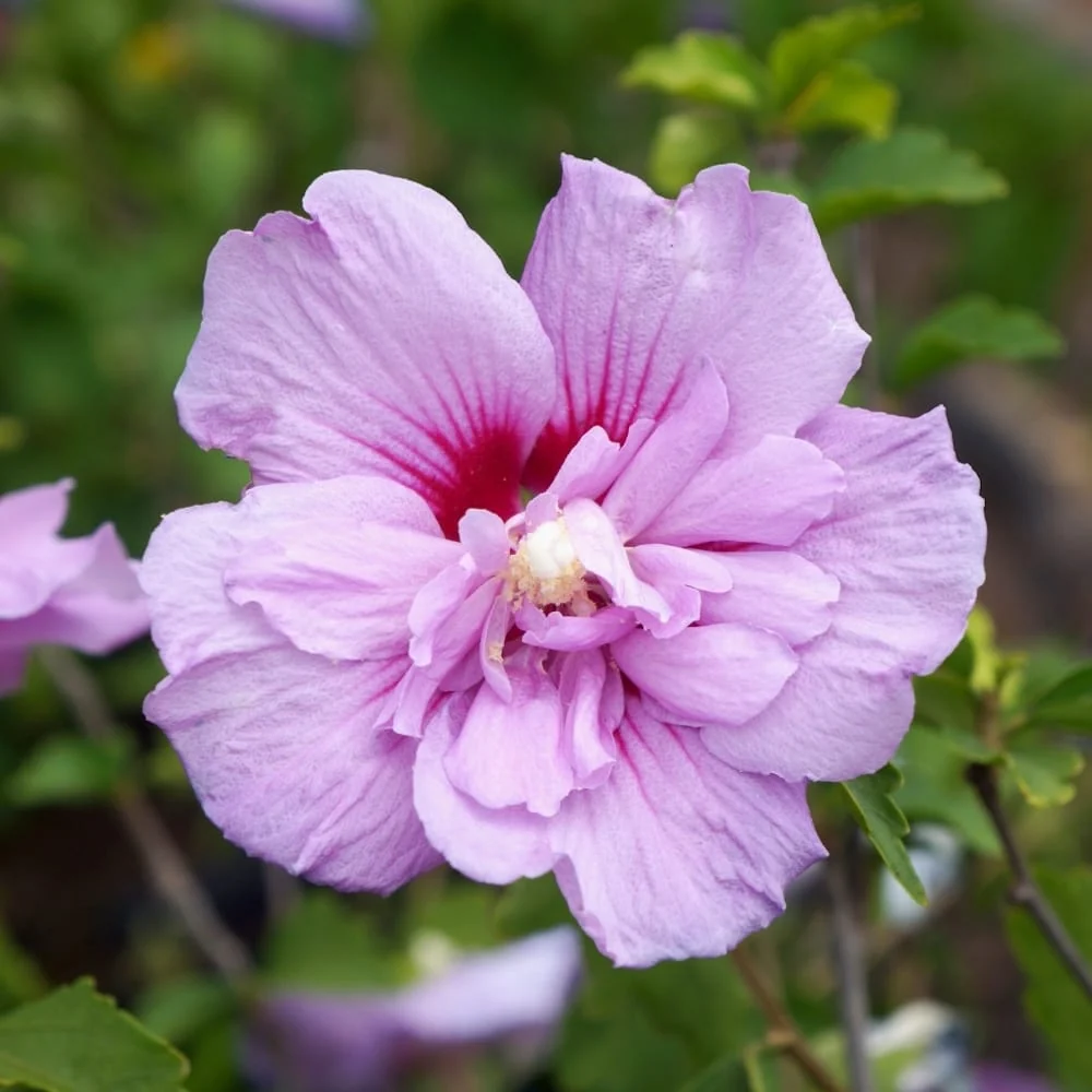 Hibiscus syriacus 'Lavender Ciffon' ('Notwoodone') - de gradina, floarea dubla
