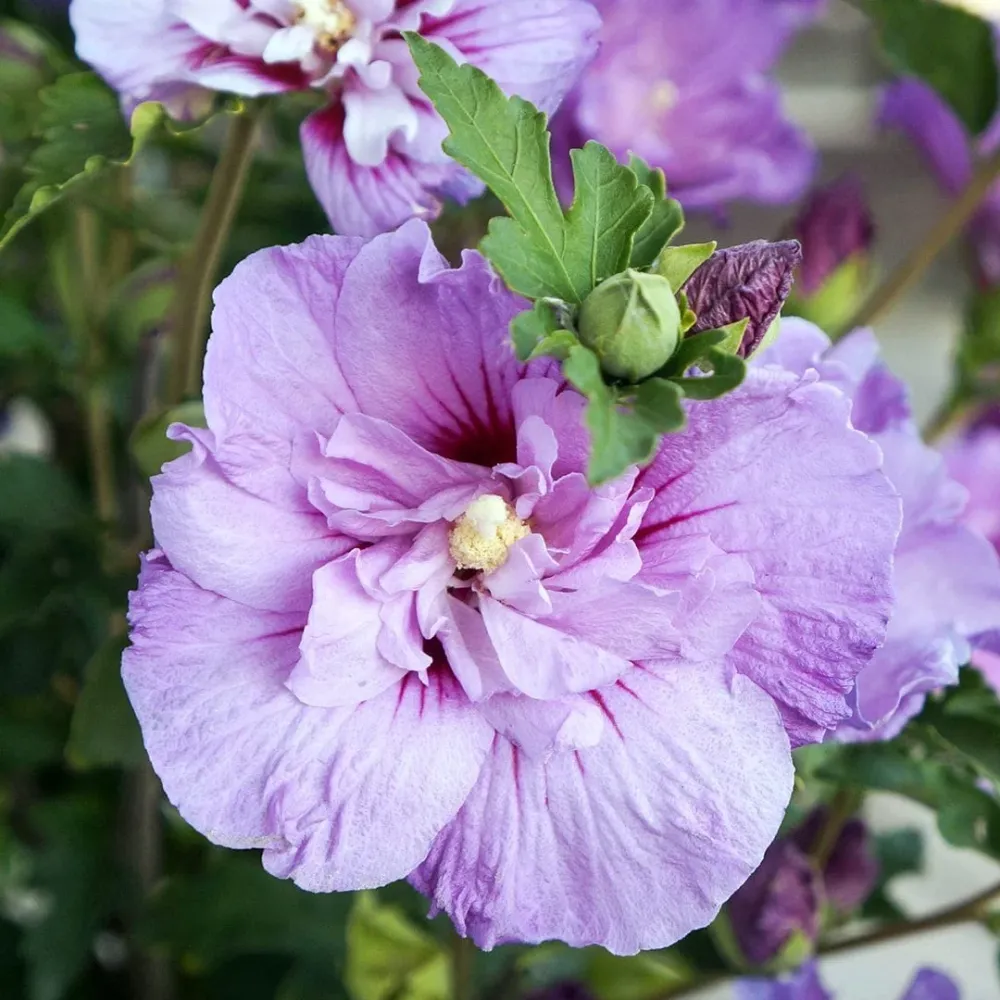 Hibiscus syriacus 'Lavender Ciffon' ('Notwoodone') - de gradina, floarea dubla