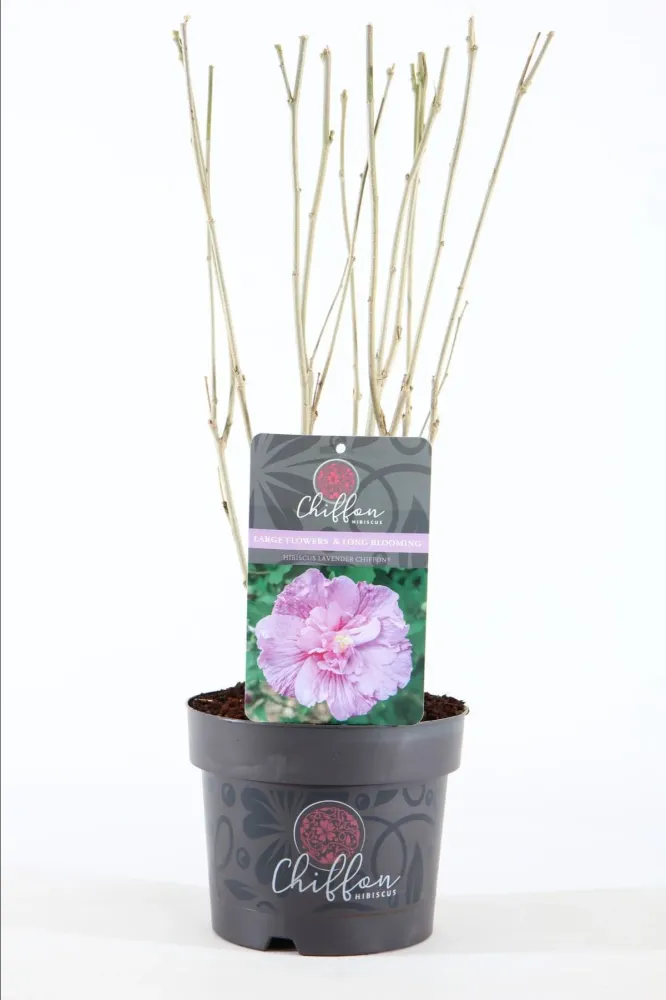 Hibiscus syriacus 'Lavender Ciffon' ('Notwoodone') - de gradina, floarea dubla