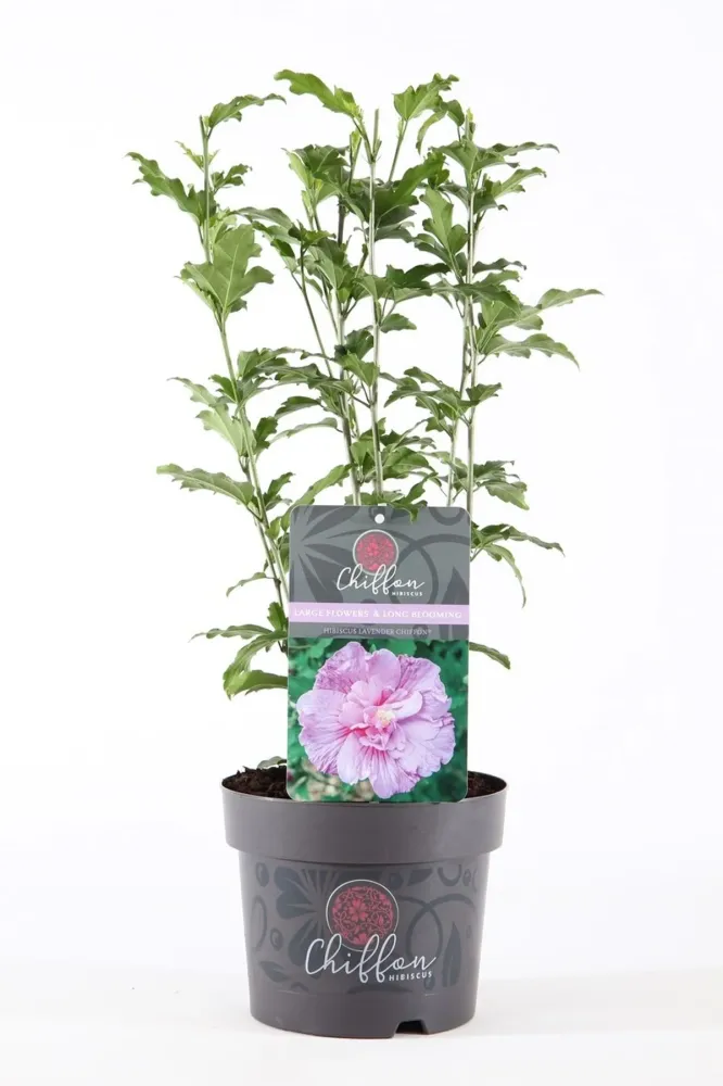 Hibiscus syriacus 'Lavender Ciffon' ('Notwoodone') - de gradina, floarea dubla