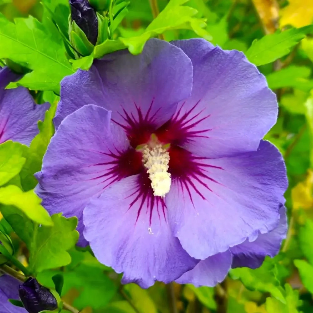 Hibiscus syriacus 'Marina' - hibiscus de gradina