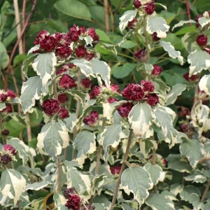 Hibiscus syriacus 'Purpureus Variegatus' - de gradina, floarea dubla, frunze variegate