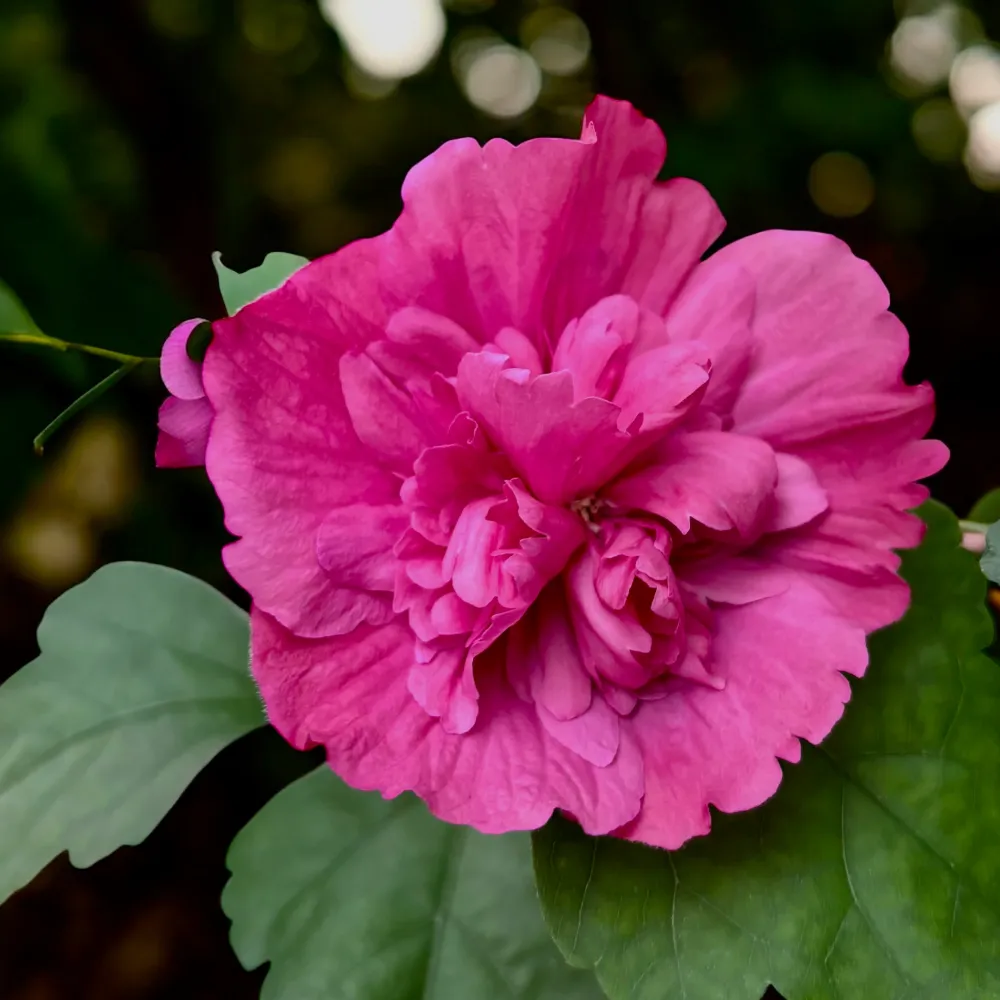Hibiscus syriacus ‘Ruby Chiffon’ flori duble - exemplare XL