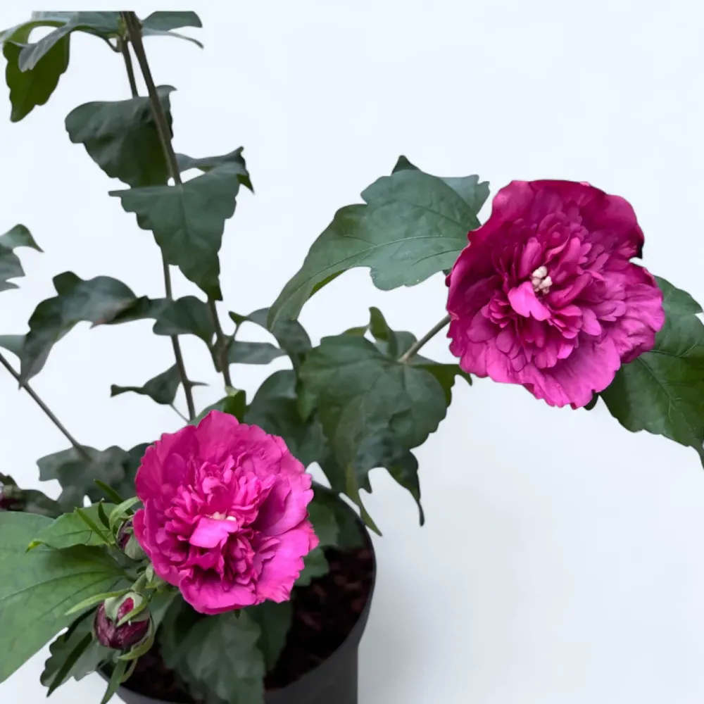 Hibiscus syriacus ‘Ruby Chiffon’ flori duble - exemplare XL