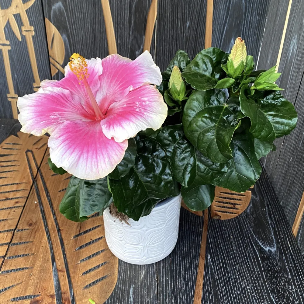 HIbiscus Tahiti - 2 plante/ghiveci