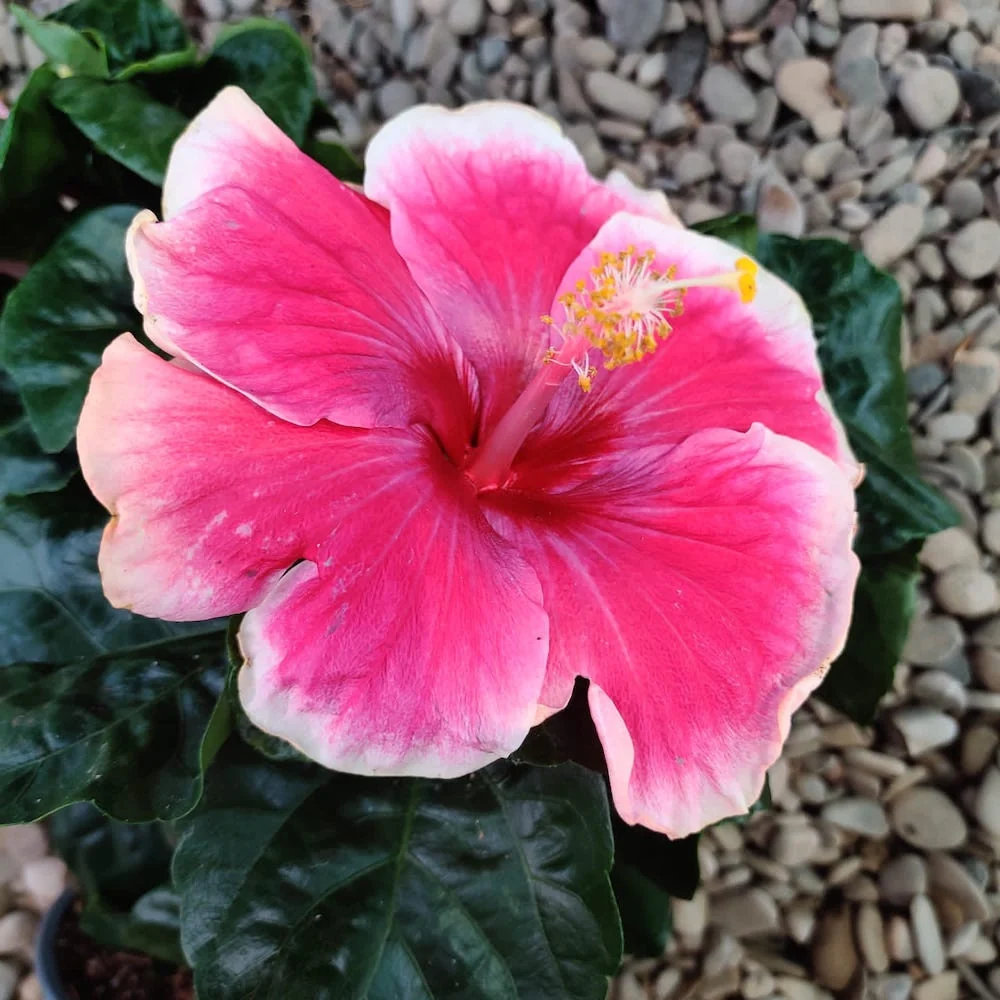 HIbiscus Tahiti - 2 plante/ghiveci