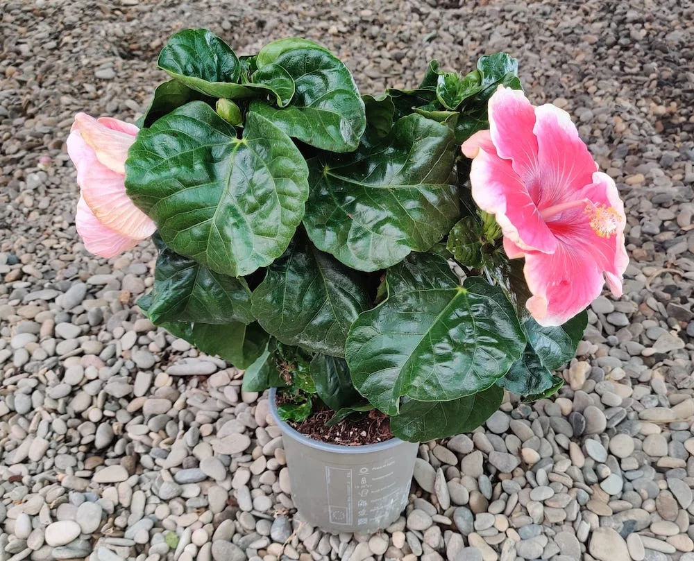 HIbiscus Tahiti - 2 plante/ghiveci