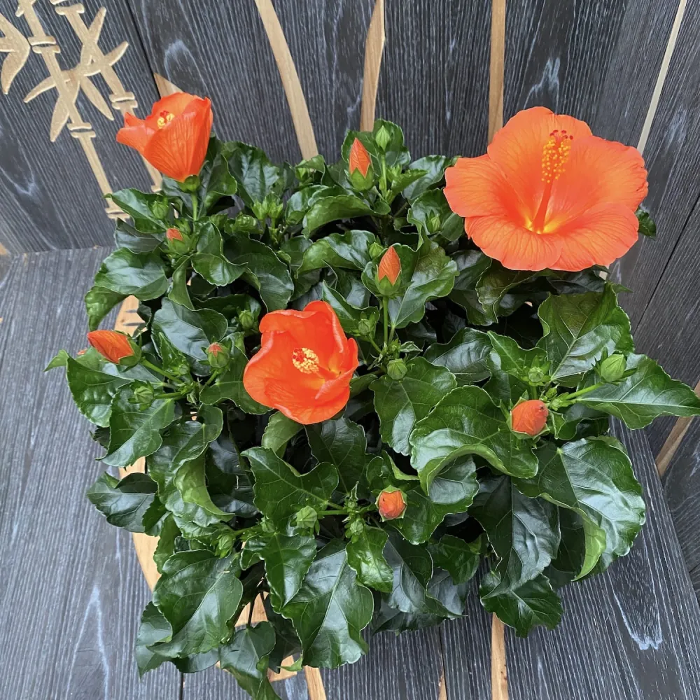 Hibiscus Torino XXL - 4 plante/ghiveci