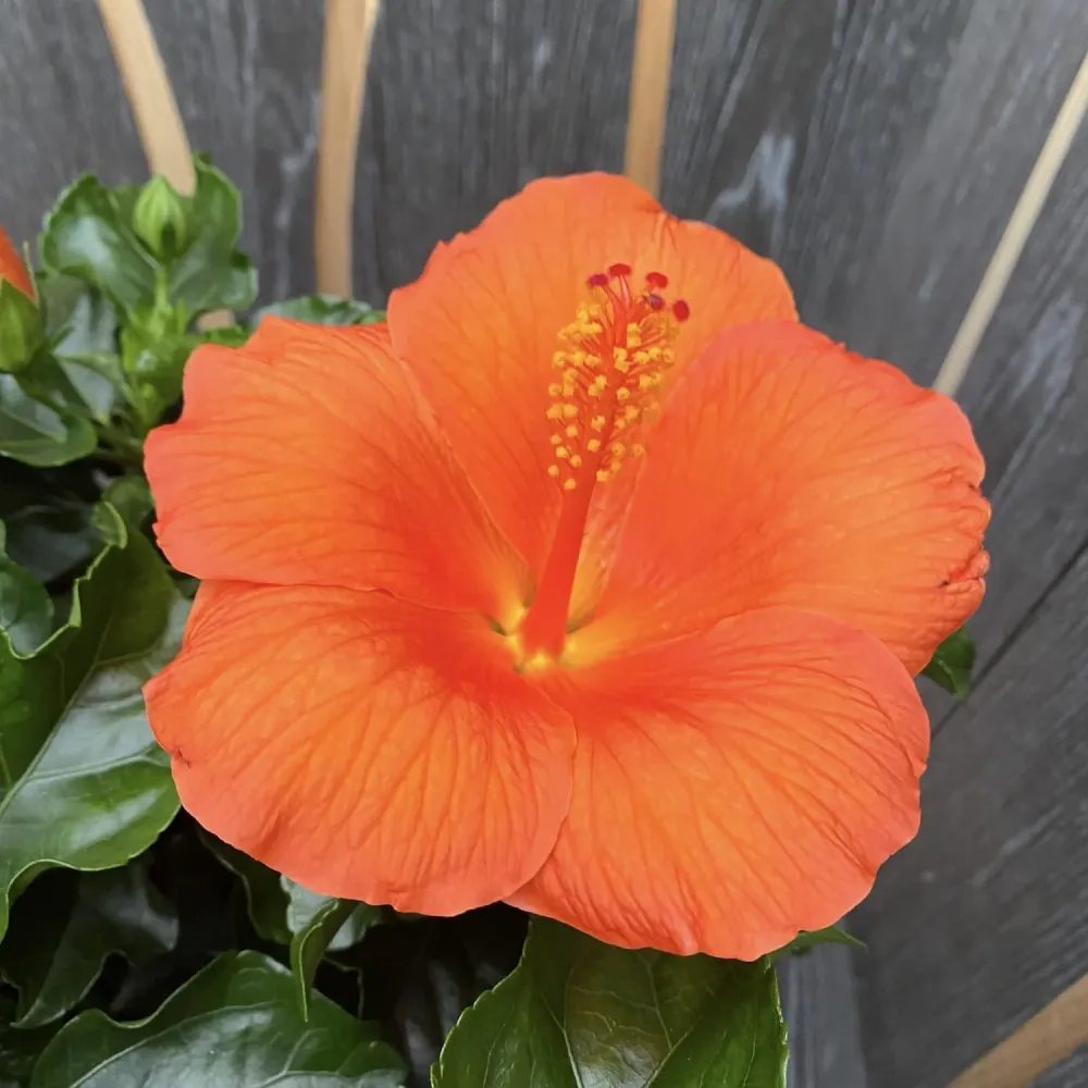 Hibiscus Torino XXL - 4 plante/ghiveci