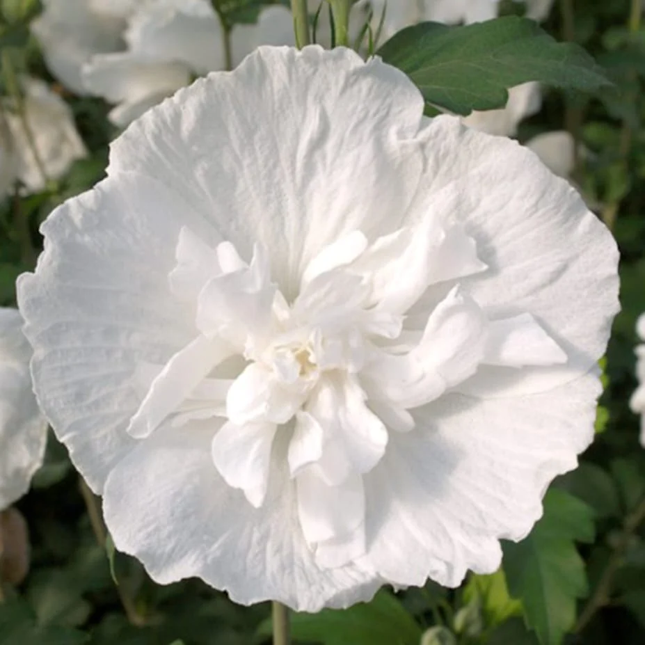 Hibiscus syriacus 'White Chiffon' ('Notwoodtwo') - de gradina, floarea dubla alba