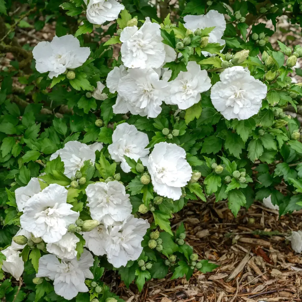 Hibiscus syriacus 'White Chiffon' ('Notwoodtwo') - de gradina, floarea dubla alba
