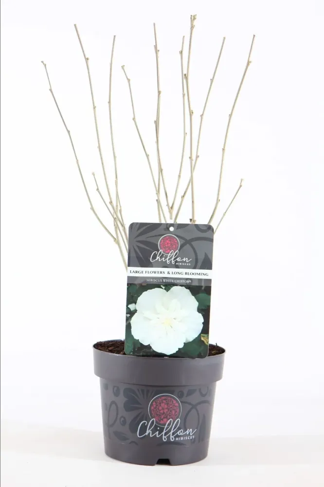 Hibiscus syriacus 'White Chiffon' ('Notwoodtwo') - de gradina, floarea dubla alba