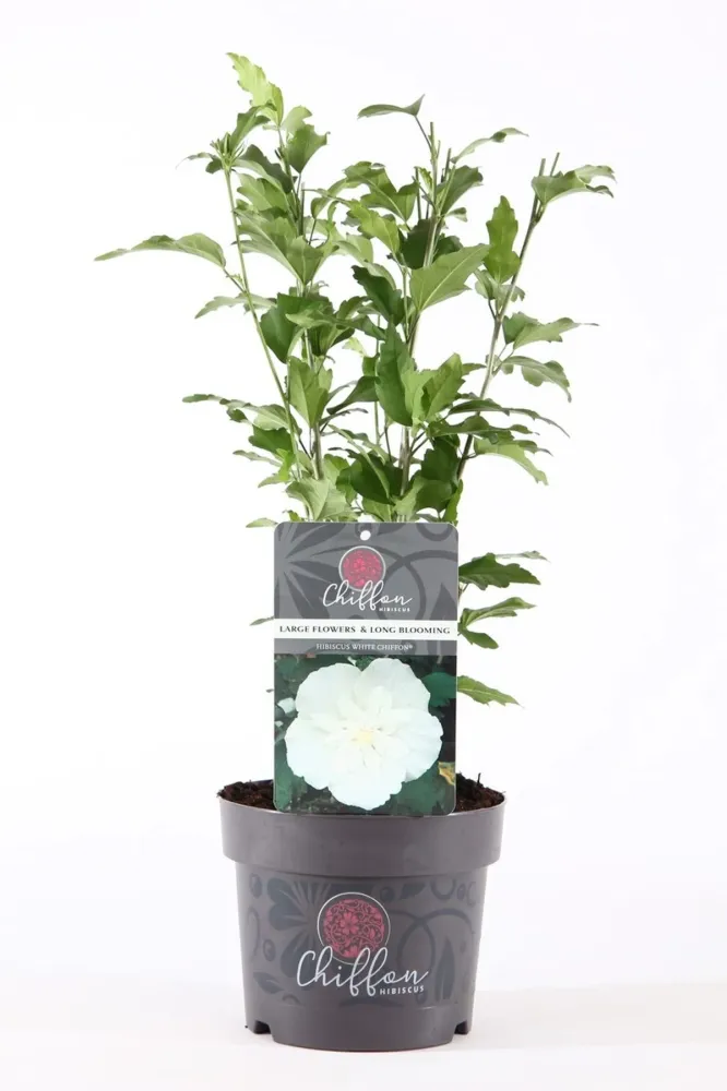 Hibiscus syriacus 'White Chiffon' ('Notwoodtwo') - de gradina, floarea dubla alba