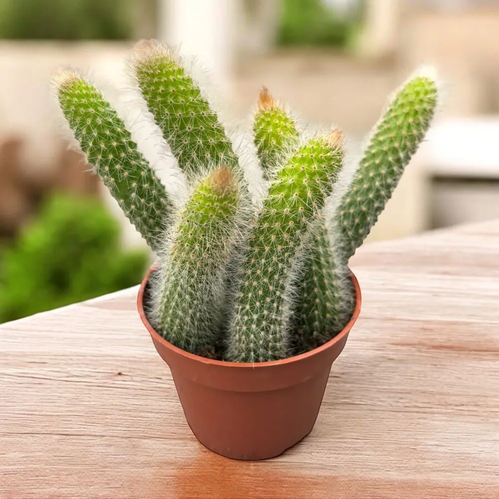 Hildewinteria colademononis (Monkey's Tail Cactus) D9