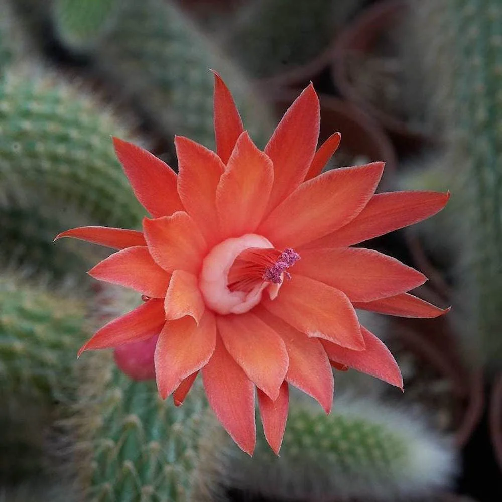 Hildewinteria colademononis (Monkey's Tail Cactus) D15