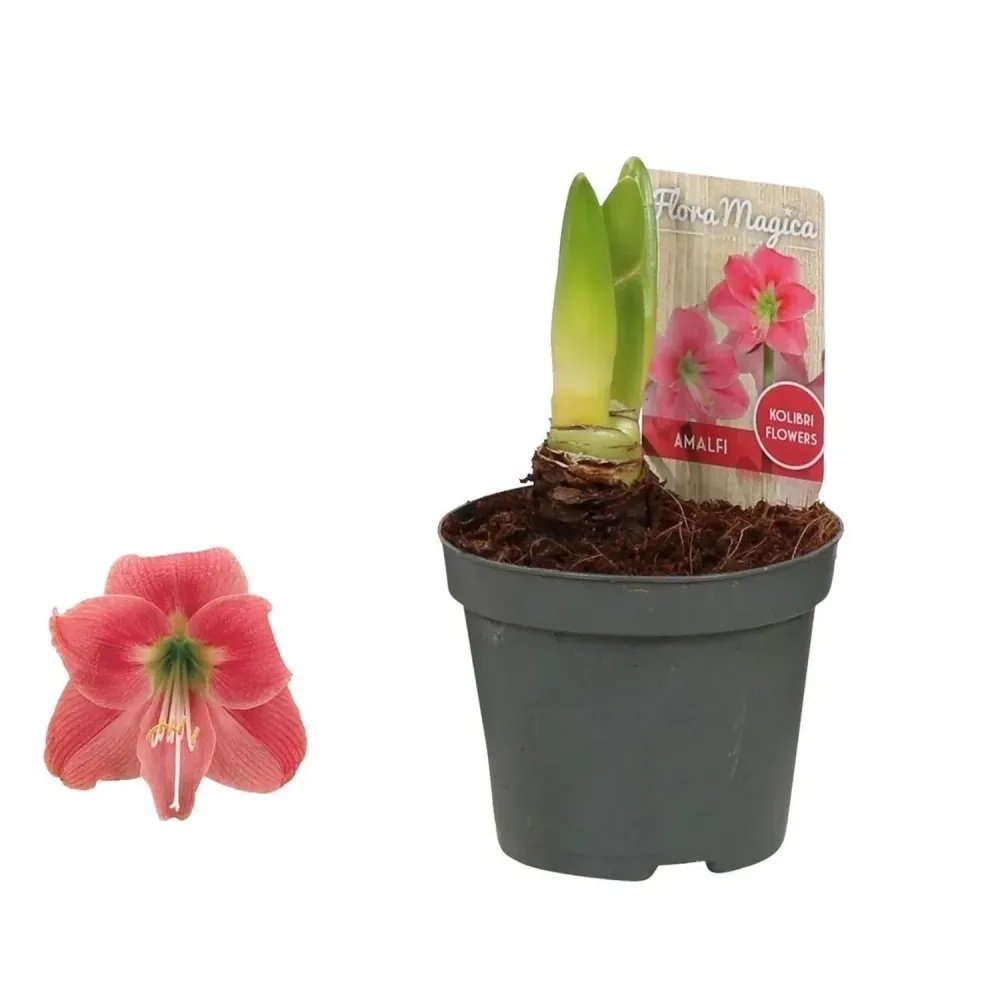 Hippeastrum ‘Amalfi’ – amaryllis elegant, cu flori mari roz delicat si centru luminos