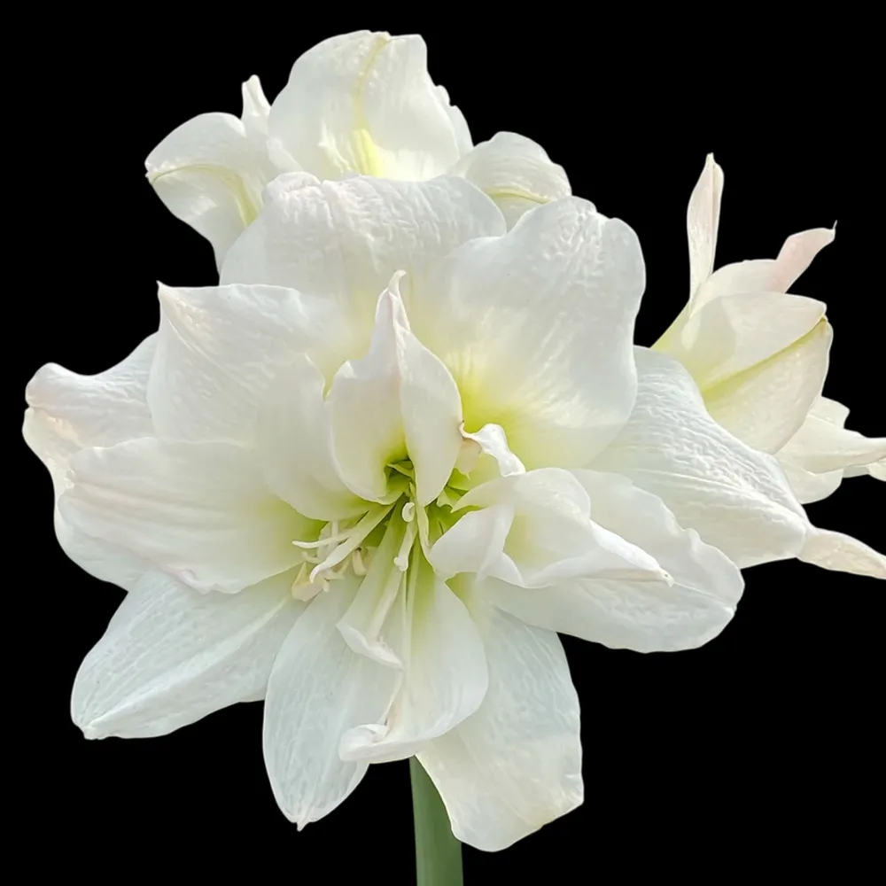 Hippeastrum ‘Arctic Nymph’ – amaryllis cu flori duble alb-crem, catifelate