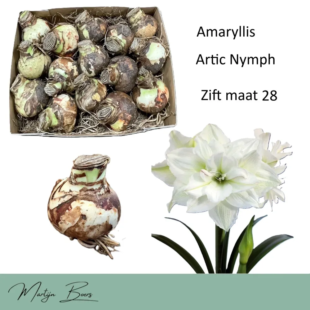 Hippeastrum ‘Arctic Nymph’ – amaryllis cu flori duble alb-crem, catifelate