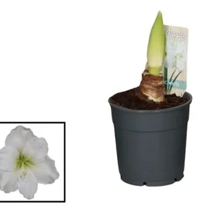Hippeastrum Artic White, cu floarea alba