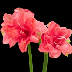 Hippeastrum ‘Candy Nymph’ – flori duble coral-roz, bogate si luminoase